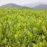 Tea bushes 'Camellia Sinensis' in spring first flush. Fujian Province tea estate, China