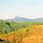 Sri Lankan tea estates in the central highlands of Kandy, with view towards the sacred mountain 'Adam's Peak'