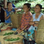 Tea Pluckers, Darjeeling. India
