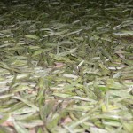 The finest two leaves and a bud of the tea plant (camellia sinensis), being naturally air-dried to make white tea