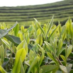 Two leaves and a bud. A specific varietal of Camellia Sinensis selected for white tea