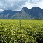 Malawi tea estates, with a view towards Mount Mulanje.
